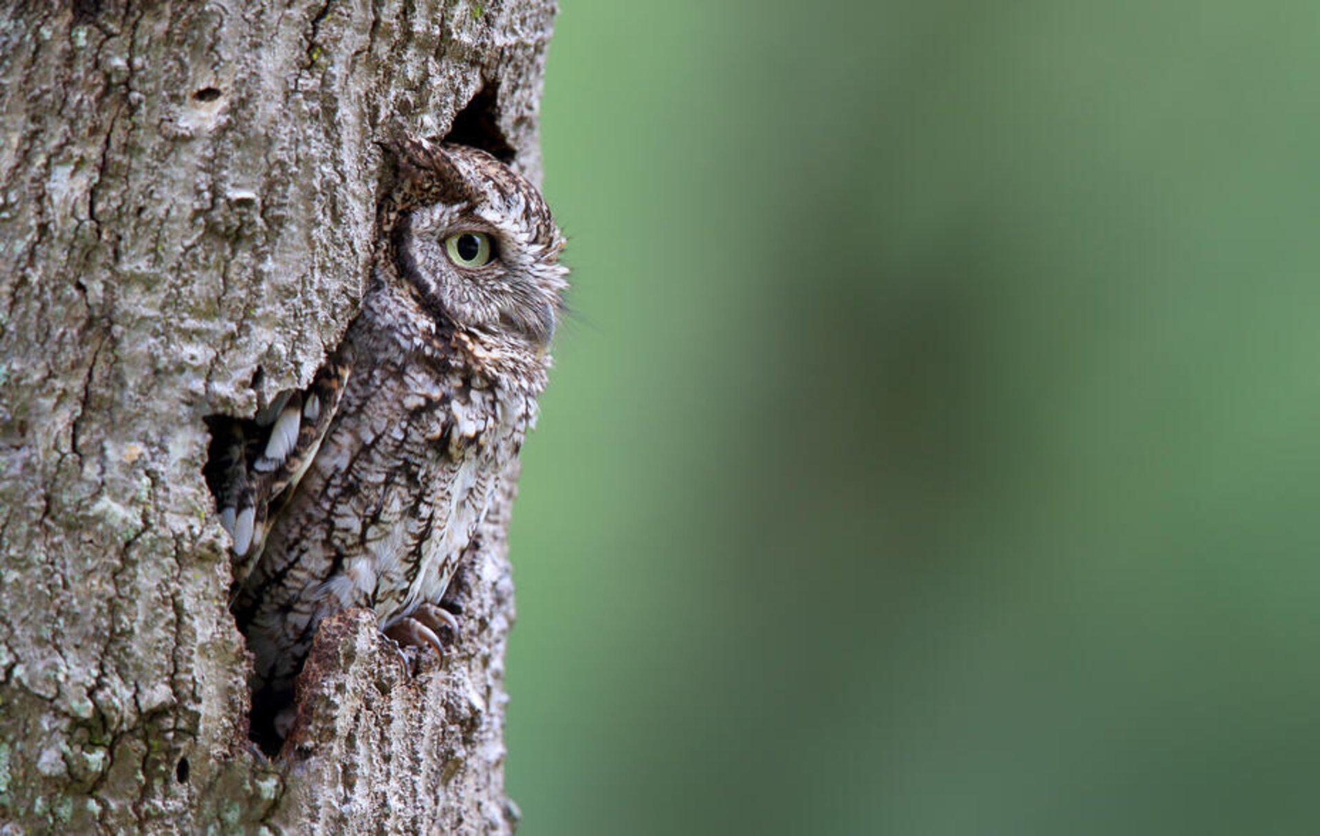 An owl sitting in a tree