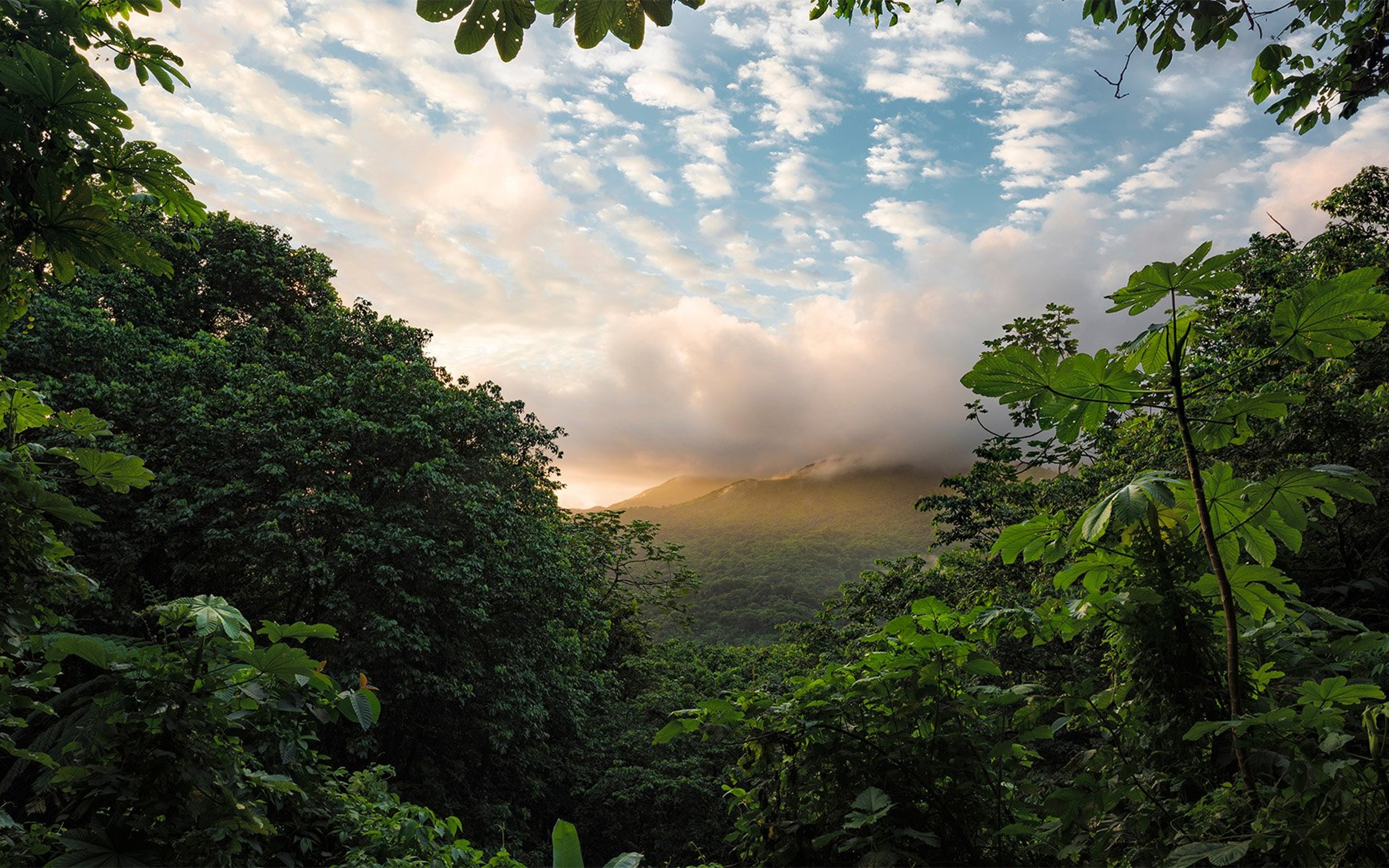 View from the Yunque Rainforest against the green mountains of Puerto Rico in the warm sunrise